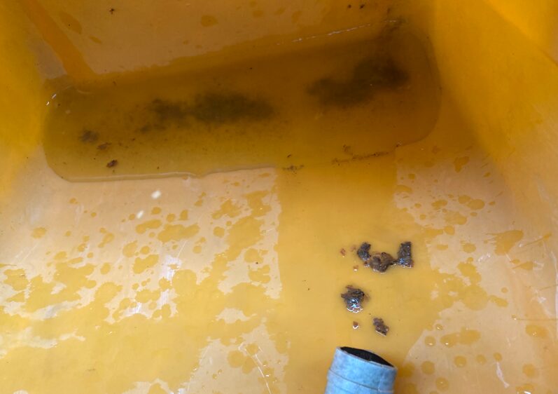 ドレンホースから排出されたホコリやカビの汚れが溜まった水